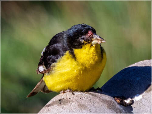 Lesser Goldfinch, Uvalde County, TX, USA, photo 10 of 10