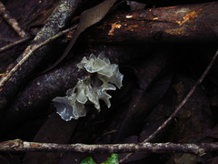 Tremella fuciformis