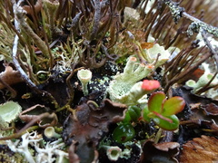 Cladonia borealis