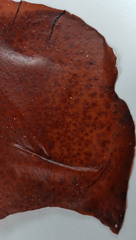 Pachymenia laciniata
