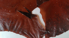 Pachymenia laciniata