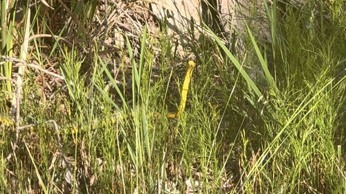 Common Tree Snake sighting
