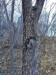 Handroanthus impetiginosus