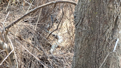 Red-bellied Black Snake sighting