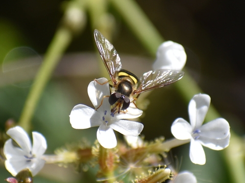 Unknown species found near Universal City, TX 78148, USA