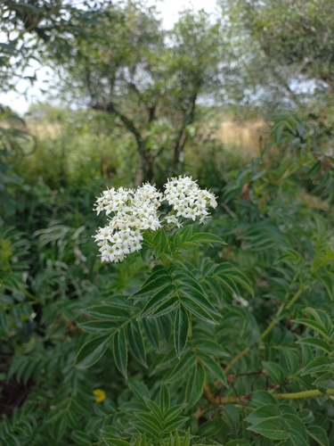 Southern elder (Sambucus australis)