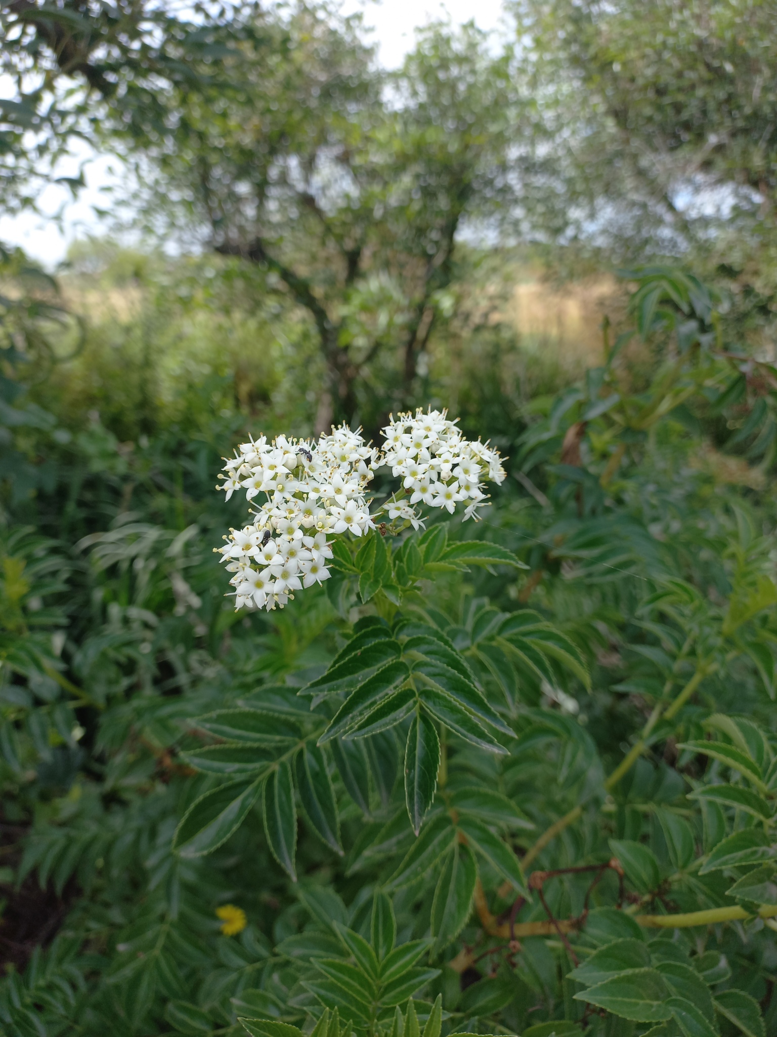 Southern Elder (Sambucus australis)
