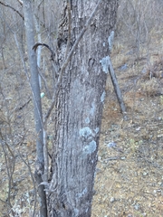 Handroanthus impetiginosus