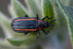 Microrhopala rubrolineata