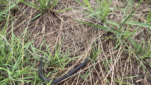 Marsh Snake sighting