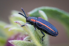 Microrhopala rubrolineata