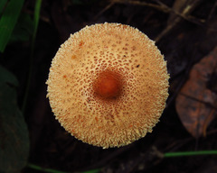 Macrolepiota