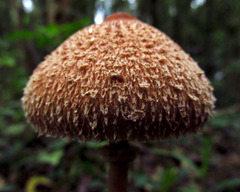 Macrolepiota