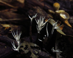 Fungi