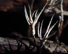 Fungi