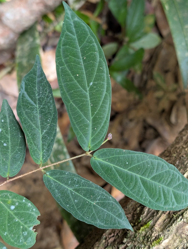 Forsteronia corymbifera