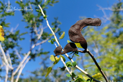 Microlobius foetidus