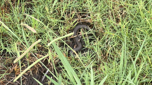 Marsh Snake sighting