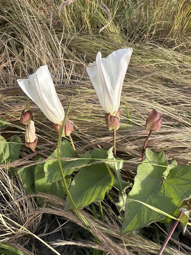 Shortstalk false bindweed (Calystegia silvatica)