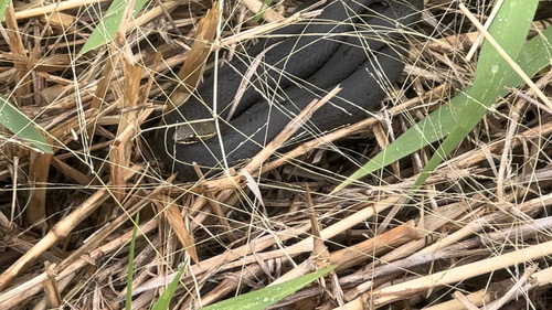 Marsh Snake sighting