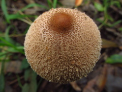 Macrolepiota