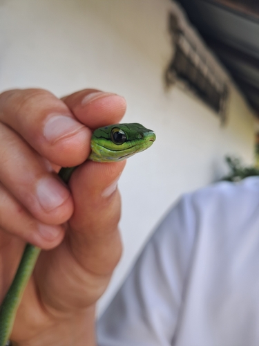 Emerald Snake