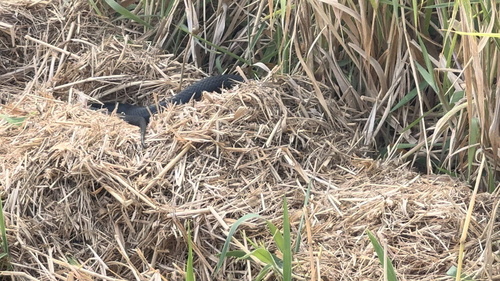 Red-bellied Black Snake sighting