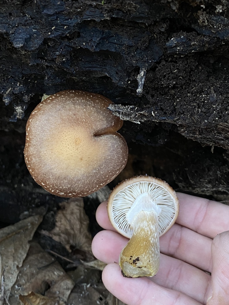 Armillaria gallica · December 2025 · photo: © heynizar (iNaturalist, cc-by)