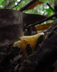 Lentinus concavus