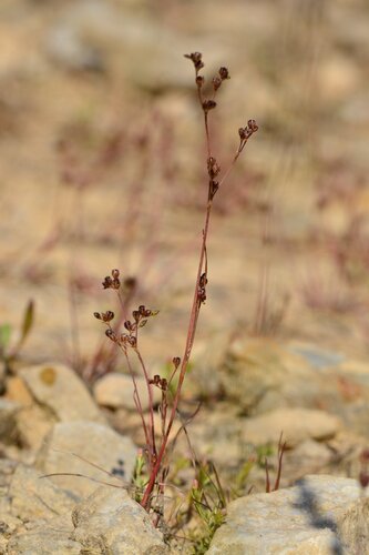 Sand rush (Juncus tenageia)