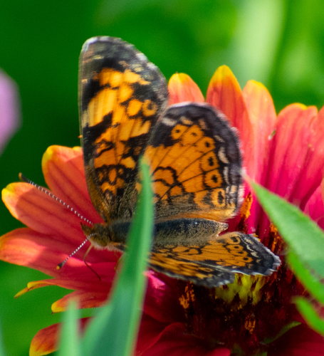 Pearl Crescent photographed in Indiana