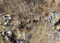 Pachygrapsus socius