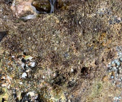 Pachygrapsus socius