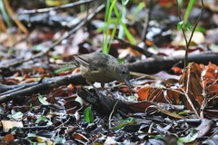 Colluricincla rufogaster rufogaster