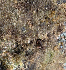 Pachygrapsus socius