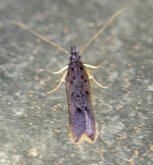 Dichomeris punctipennella