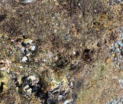 Pachygrapsus socius