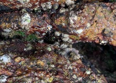 Pachygrapsus socius