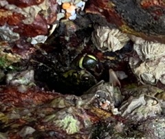 Pachygrapsus socius