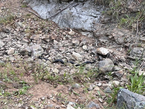 Red-bellied Black Snake sighting