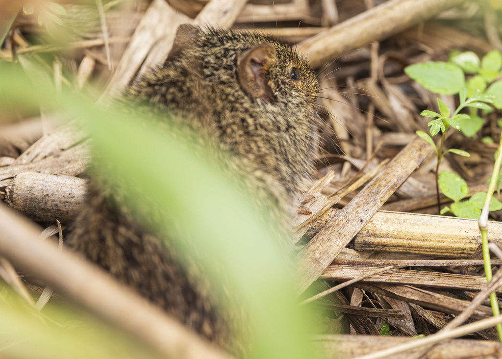 African and Indian Bush Rats from MH85+WP Nyabyeya, Uganda on August 5 ...