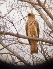 Milvus migrans