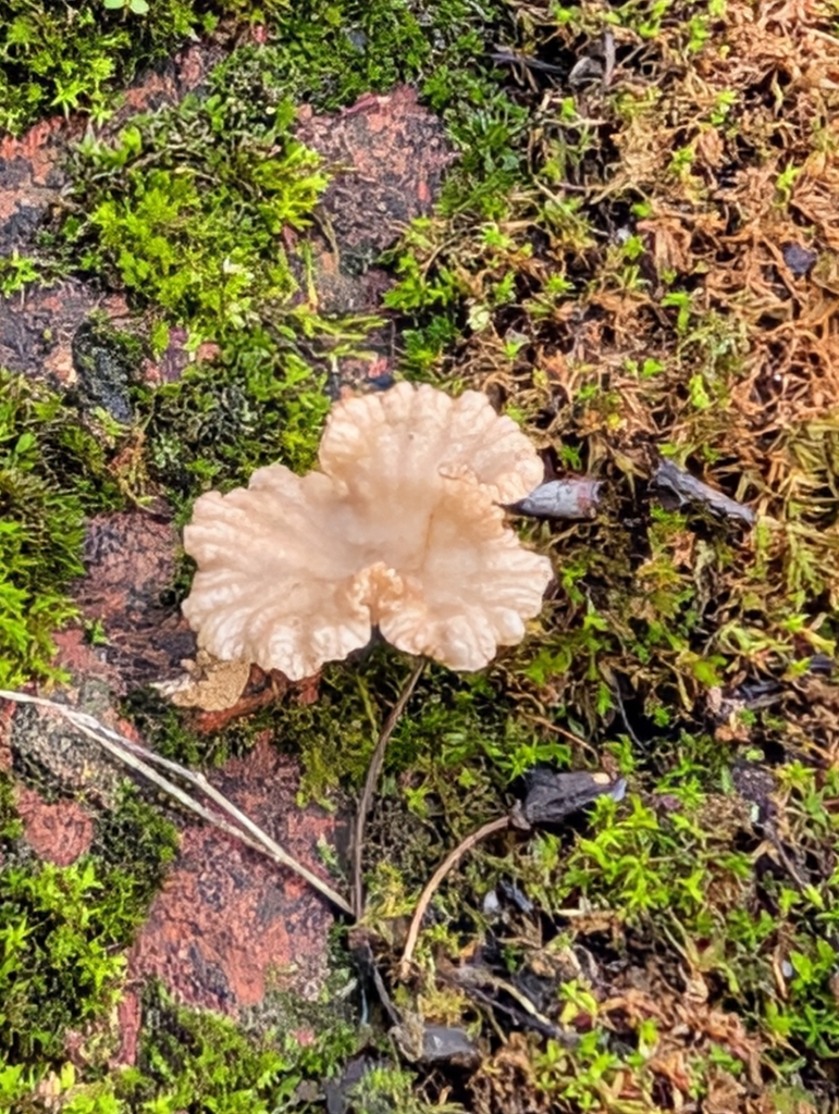 Arrhenia rickenii · December 2025 · photo: © pilmar (iNaturalist, cc0)