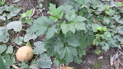 Artemisia lactiflora