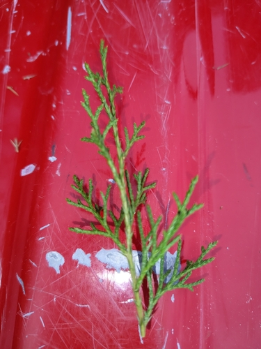 eastern redcedar