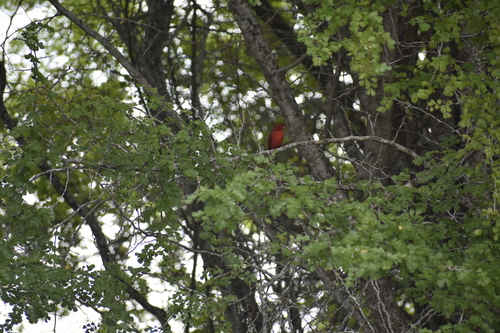 Summer Tanager