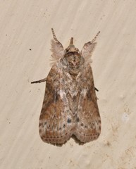 Nycteola indica