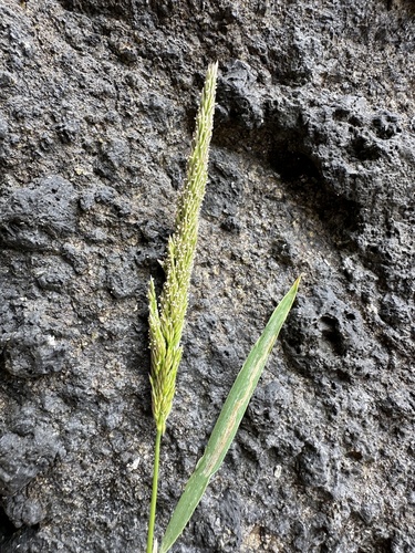 California Bentgrass (Agrostis densiflora)