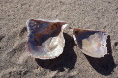 Pteria sterna