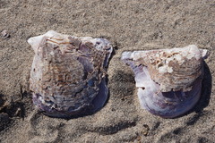 Pteria sterna